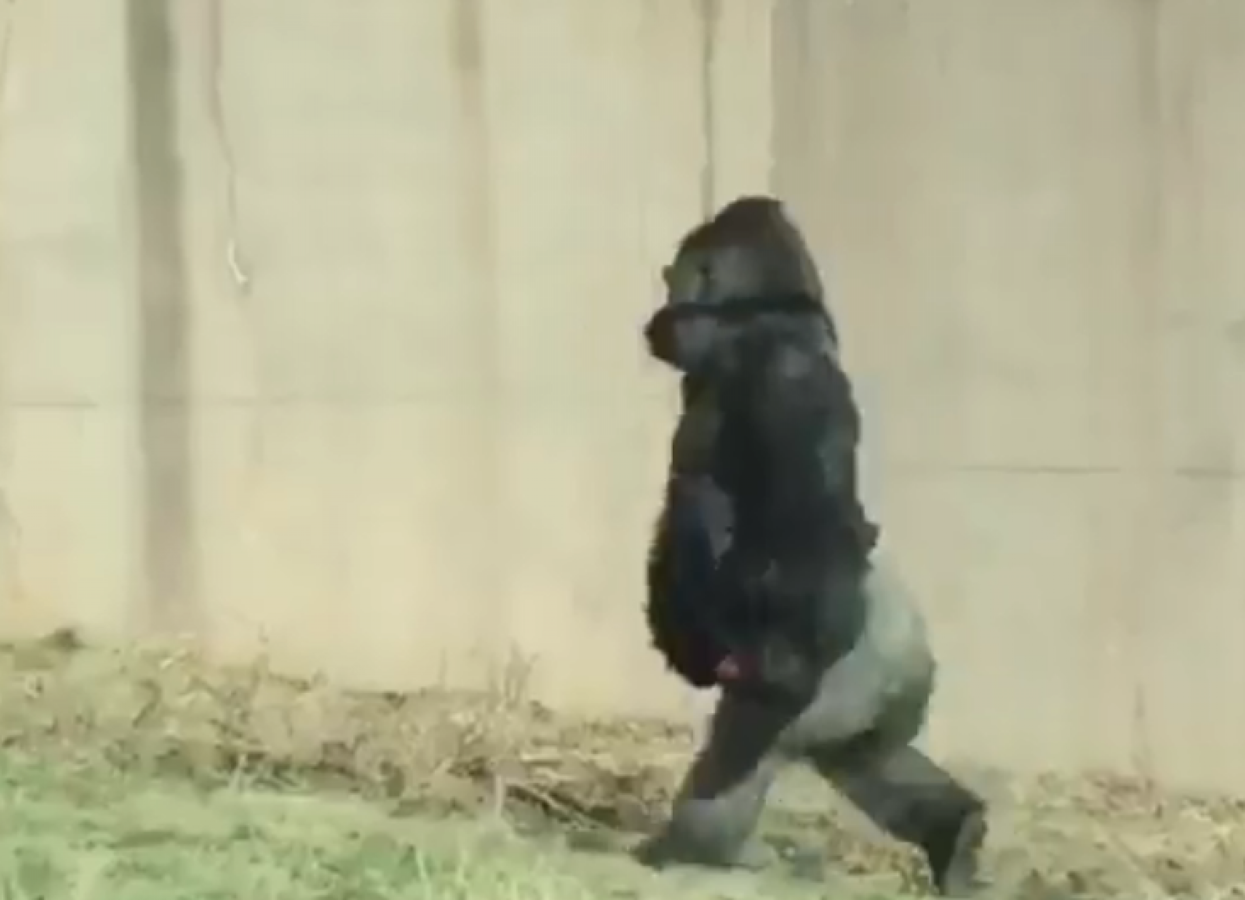 Походка гориллы. Походка обезьяны. Горилла бежит.