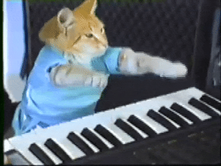 Elpusztult Bento, a zongorázó macska