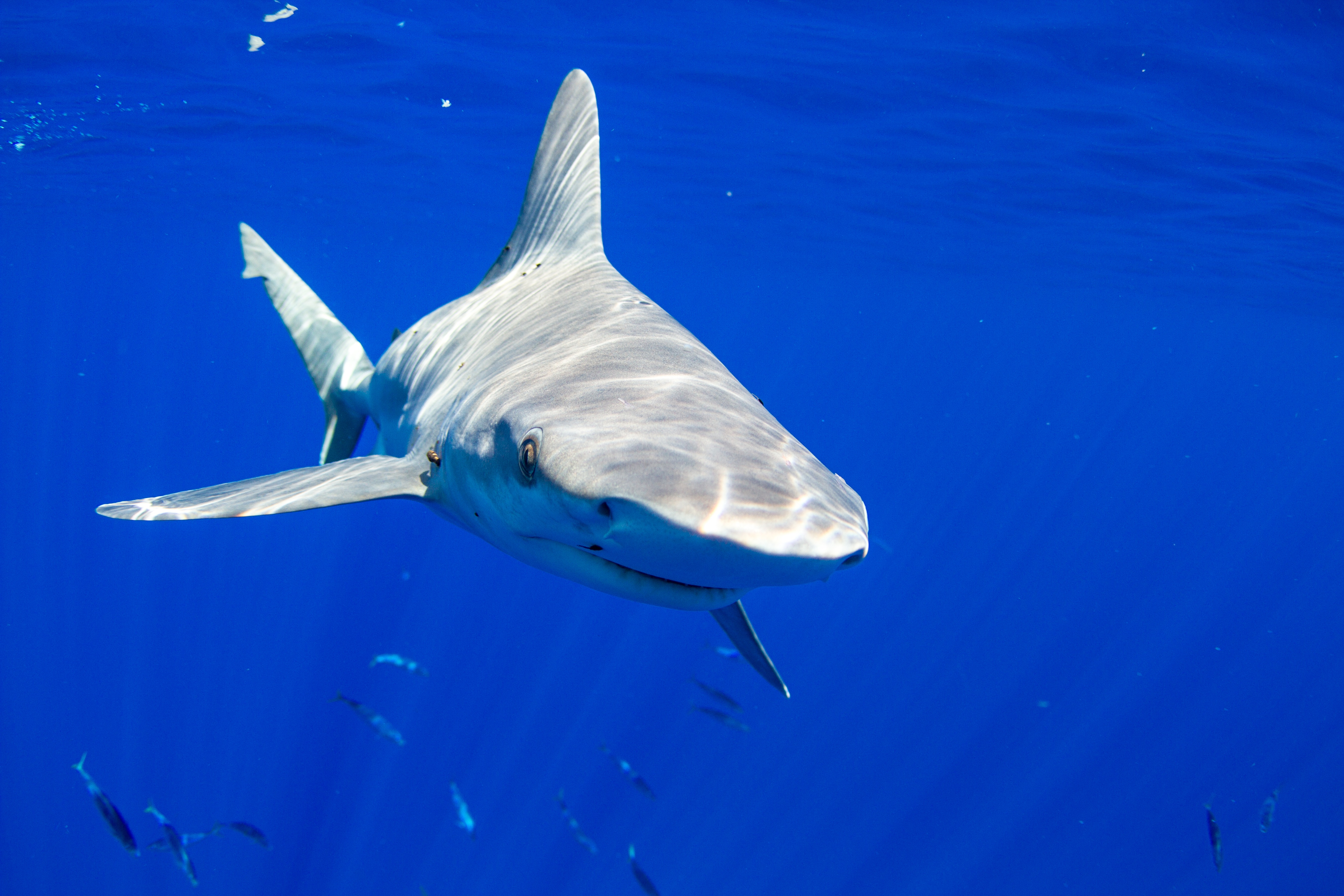 Nagy fehér cápa szakította félbe az intézkedő ausztrál rendőröket