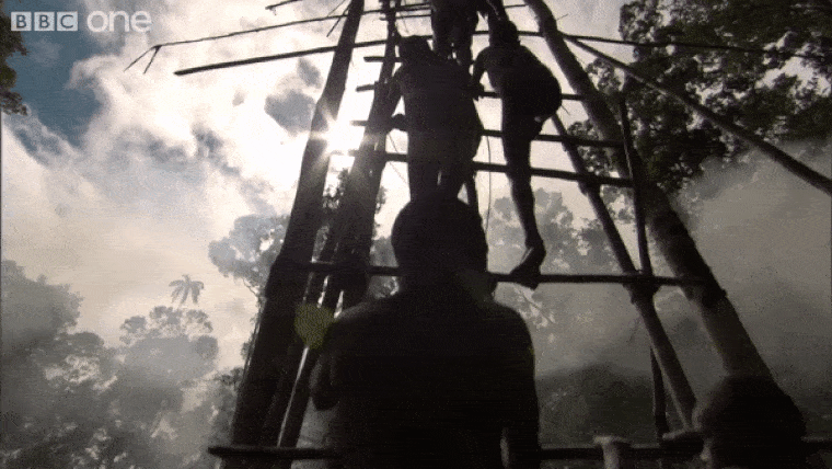 Kamu volt a fák tetejére építkező pápuák története a BBC dokumentumfilmjében