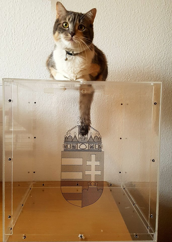 A gödöllői polgármesteri hivatal macskája is szavazásra biztatja a választópolgárokat