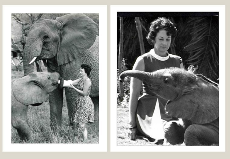 Meghalt Daphne Sheldrick, az „elefántok anyja”