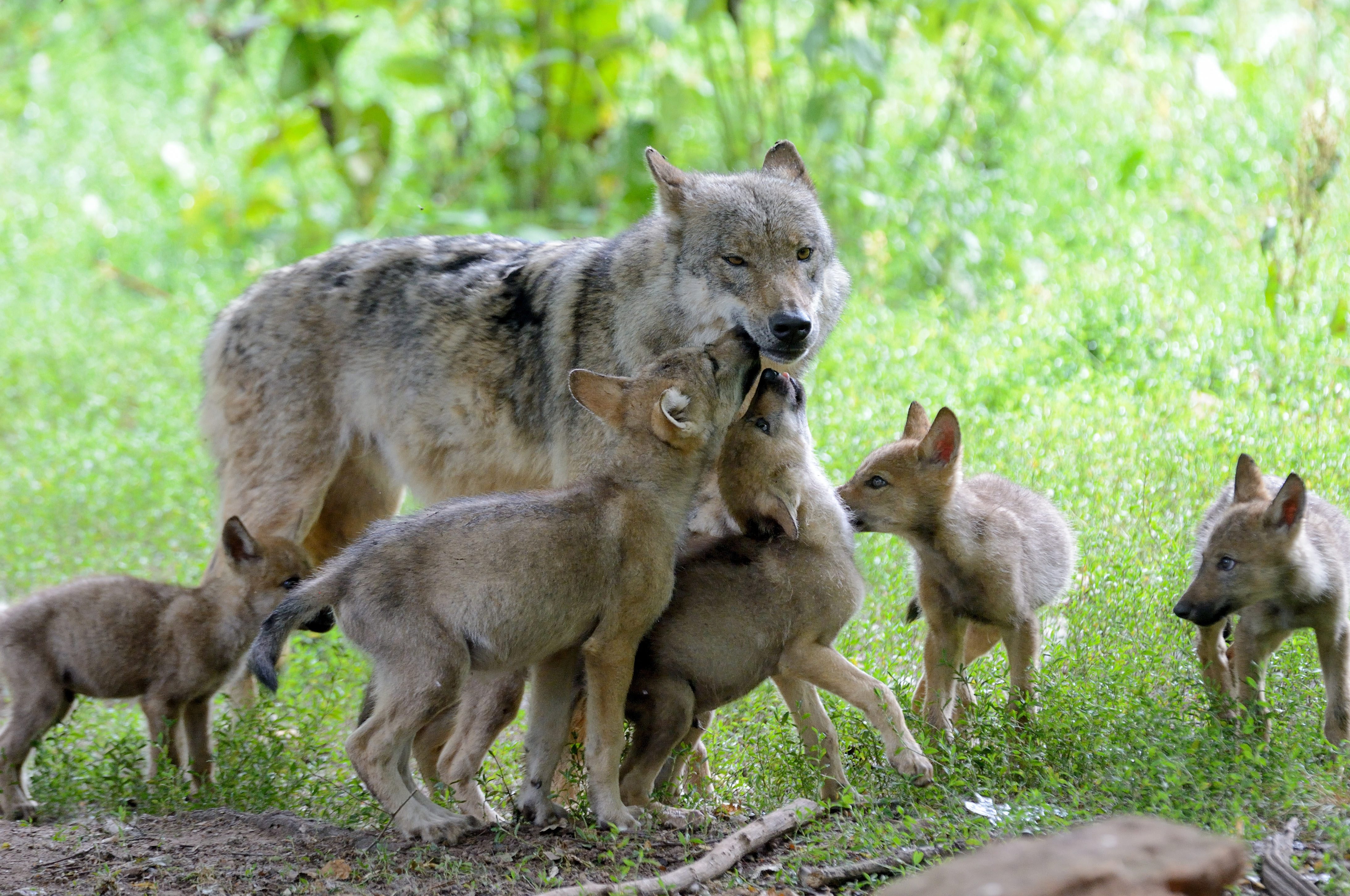 A farkasok visszatérése a fáknak és a cserjéknek is hasznos, de még a talajnak is jó