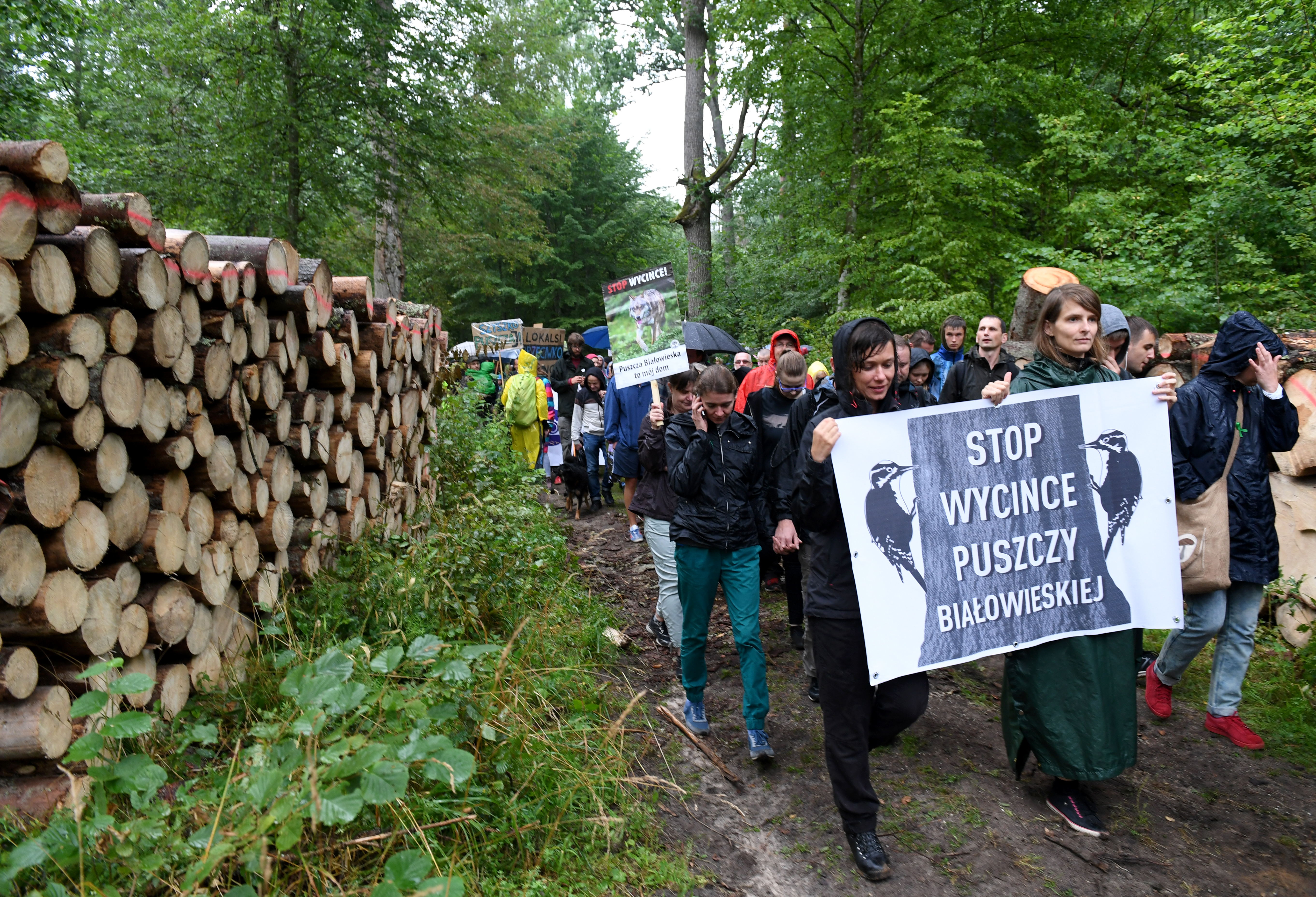 Európai Bíróság: Uniós jogot sért a fák kivágása a lengyel ősrengetegben