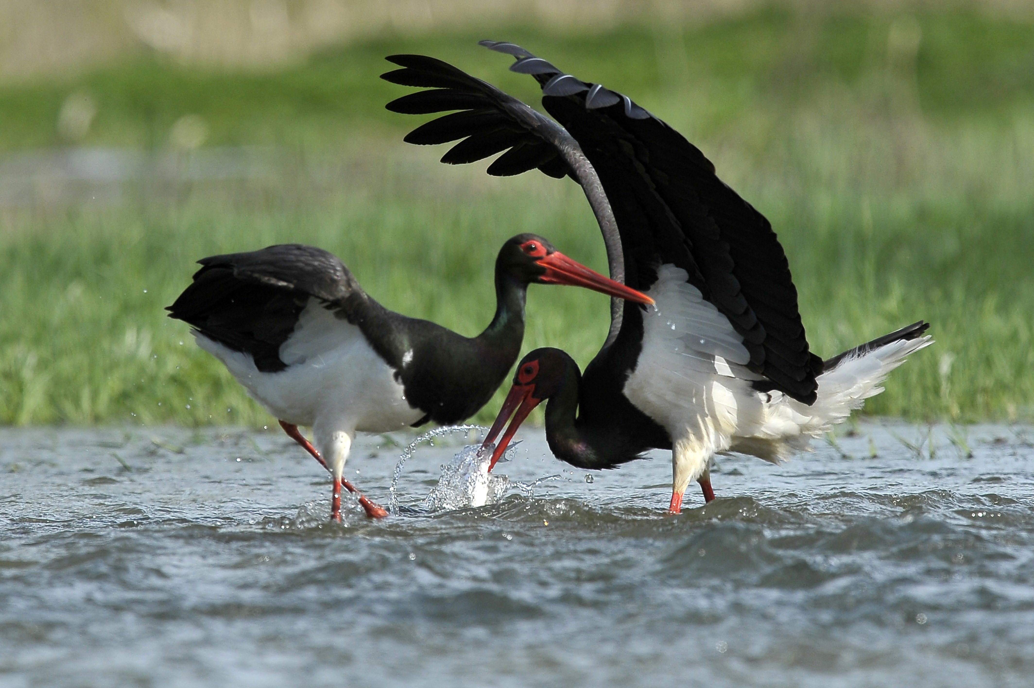 Soros-terv: fekete gólyák landoltak a Tisza árterületén