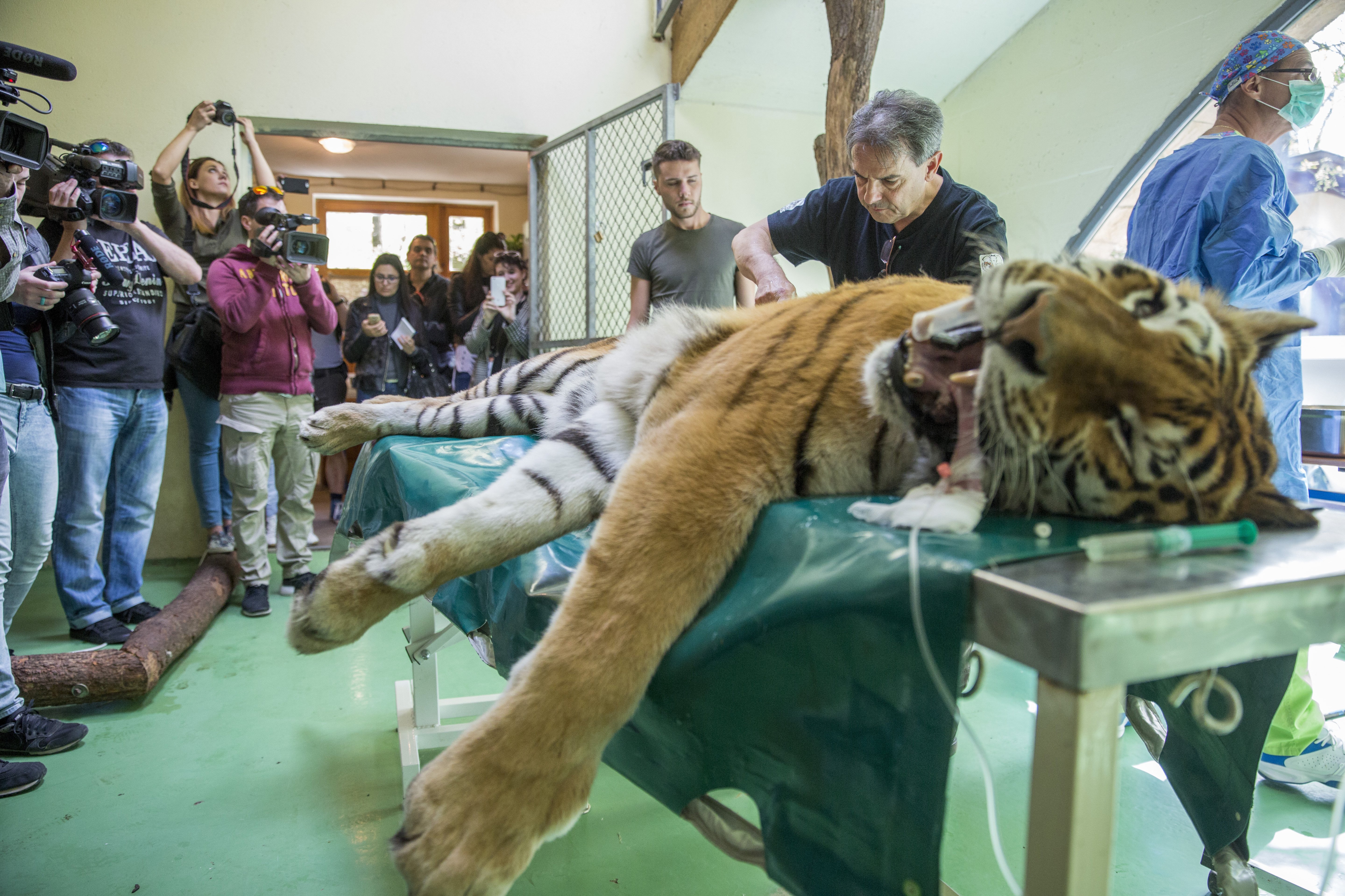 Túl van a műtéten Igor, a Szegedi Vadaspark tigrise