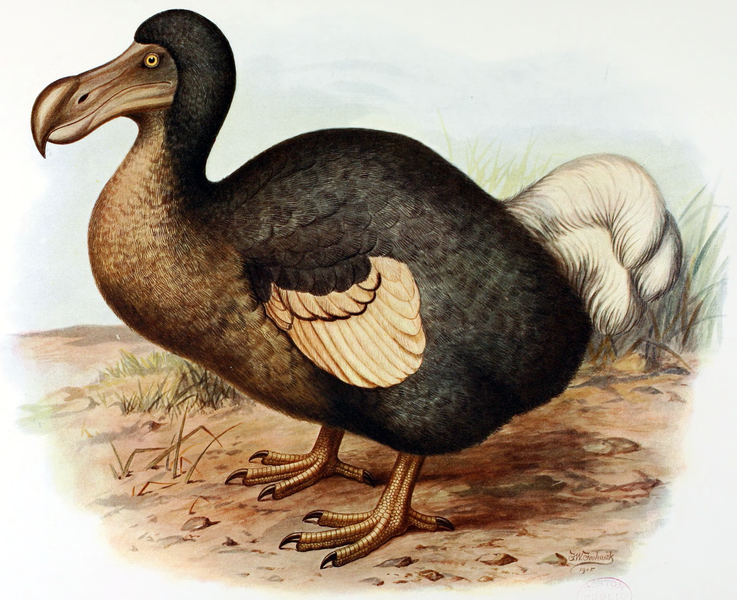 300 év után kiderült, hogyan halt meg a világhírű oxfordi dodó: nemes egyszerűséggel fejbe lőtték