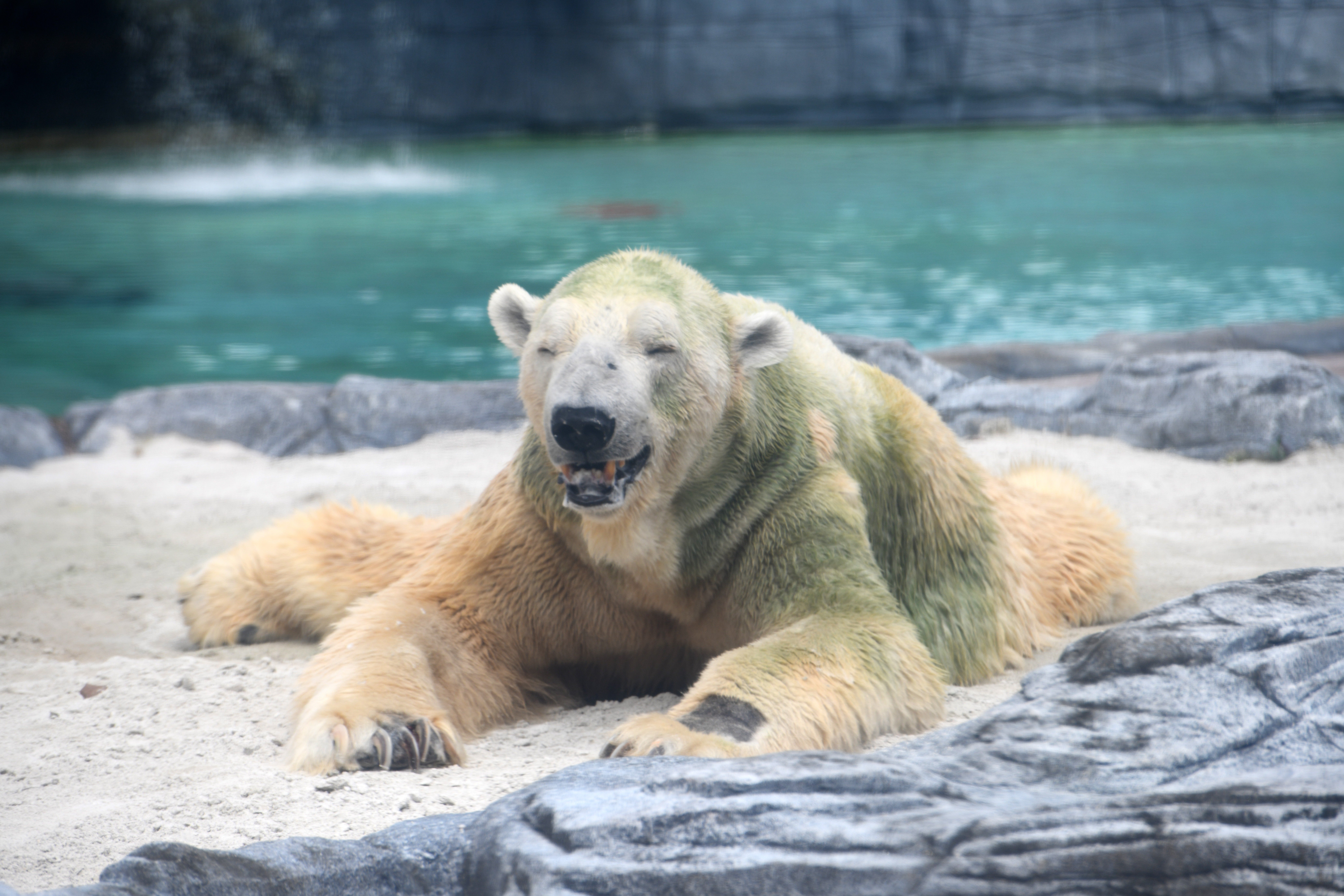 Elaltatták Inukát, az első jegesmedvét, ami a trópusokon született