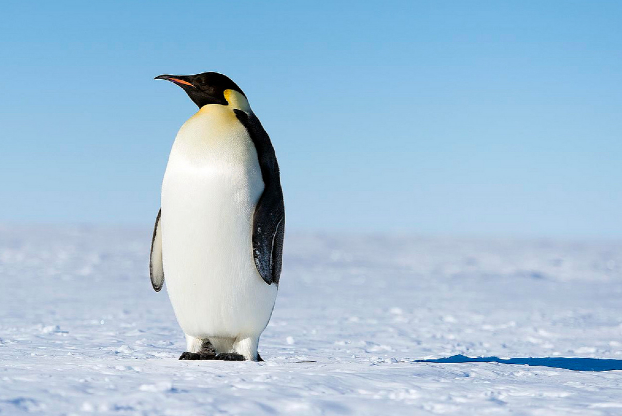 Где живет императорский пингвин. Императорский Пингвин в Антарктиде. Животные Антарктиды Императорский Пингвин. Антарктический Императорский Пингвин. Императорский Пингвин Aptenodytes forsteri.