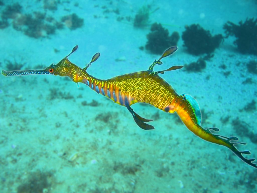 Az ausztrál partoknál őshonos leveles tengeri sárkány