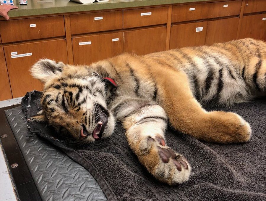 Eszméletlen tigriskölyökre bukkantak az amerikai határon