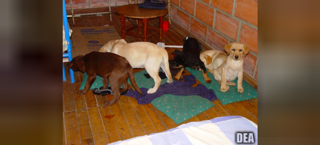 Élő kölyökkutyák pocakjába varrta be a folyékony heroint tartalmazó zacskókat a kolumbiai állatorvos
