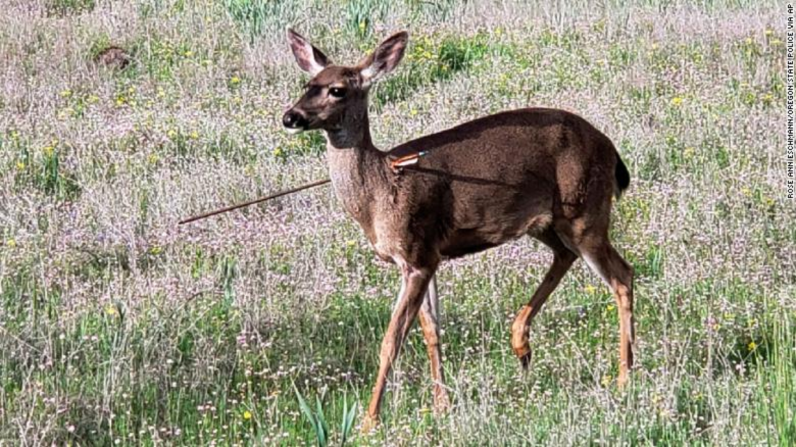 В сша олень заразился вирусом. Кавказский олень. Deer Police. Deer Island Oregon. Deer 1. April.