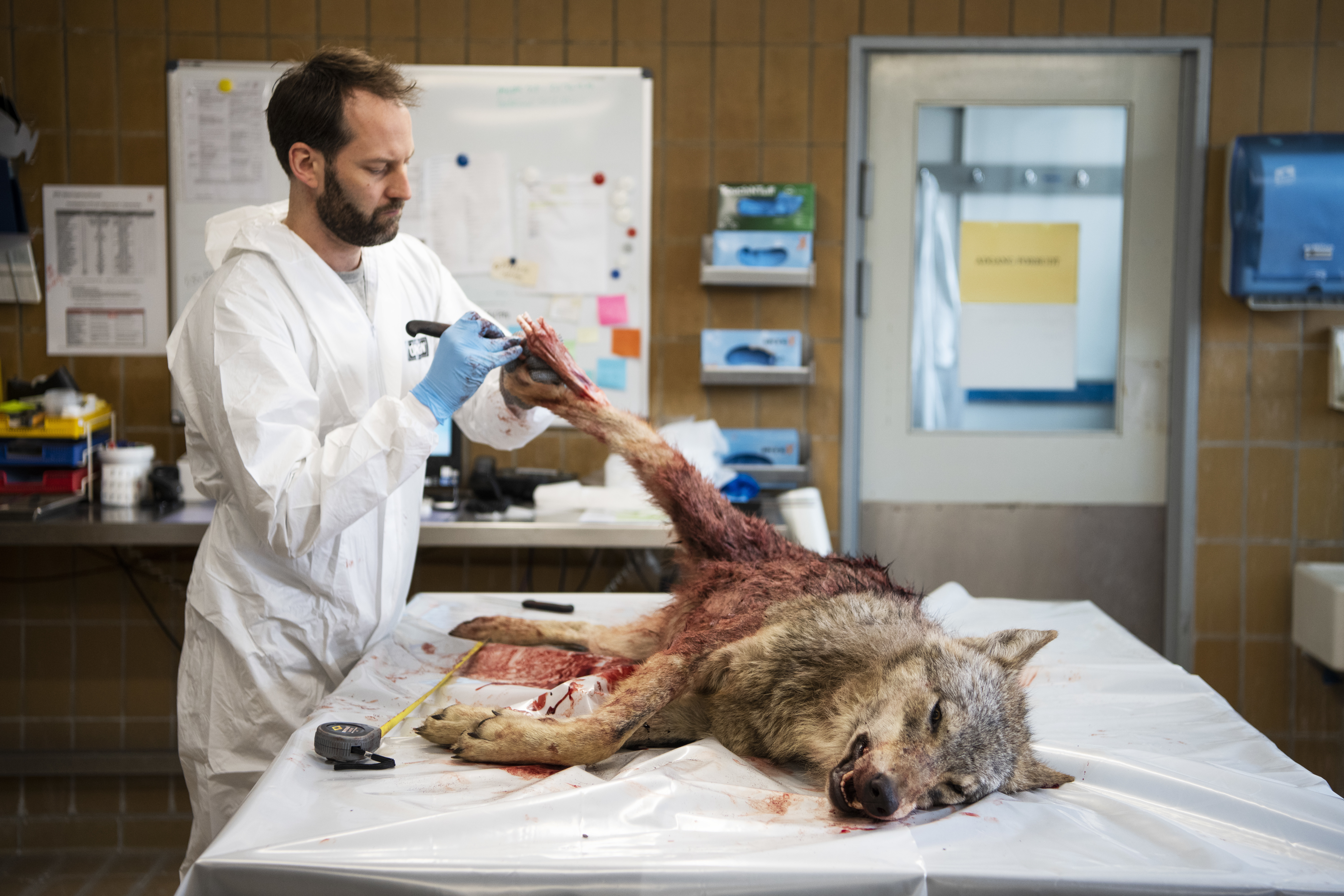 Egy autóból lőtték agyon Dánia utolsó nőstény farkasát