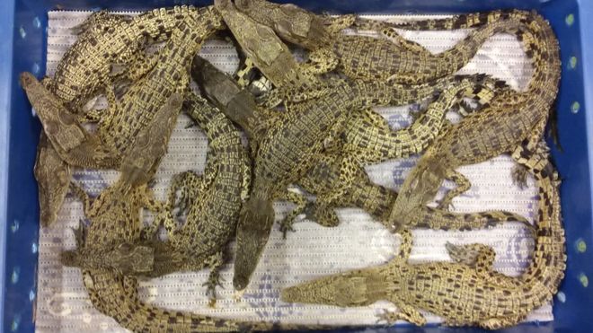 50 krokodilt foglaltak le a londoni reptéren