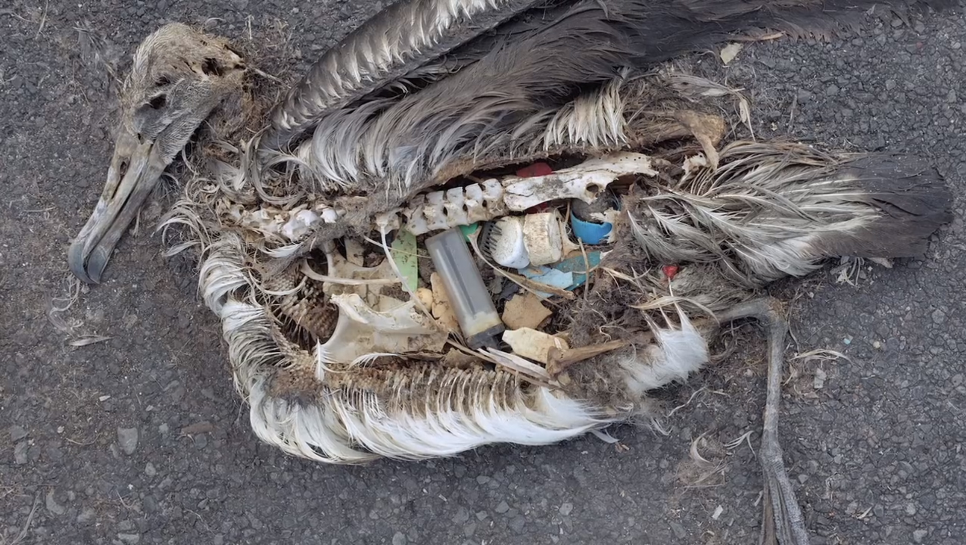 Saját szüleik etetik halálra műanyaggal az albatroszfiókákat