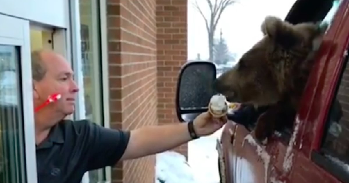 Autóval vitték fagyizni a medvét a kanadai állatkertből, eljárás lett belőle