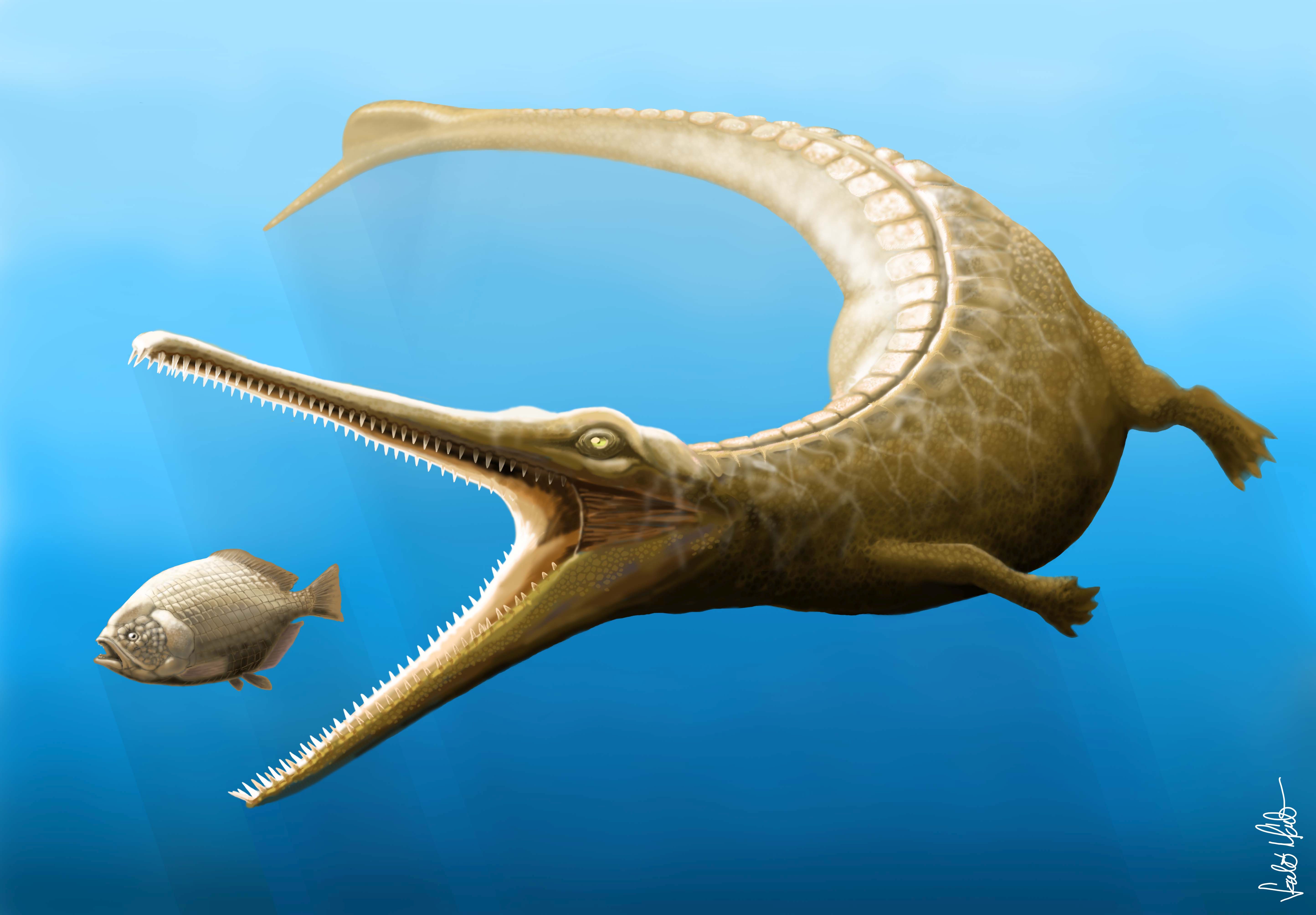 Magyarosuchus fitosinak nevezték el a Gerecsében talált 180 millió éves őskrokodilt