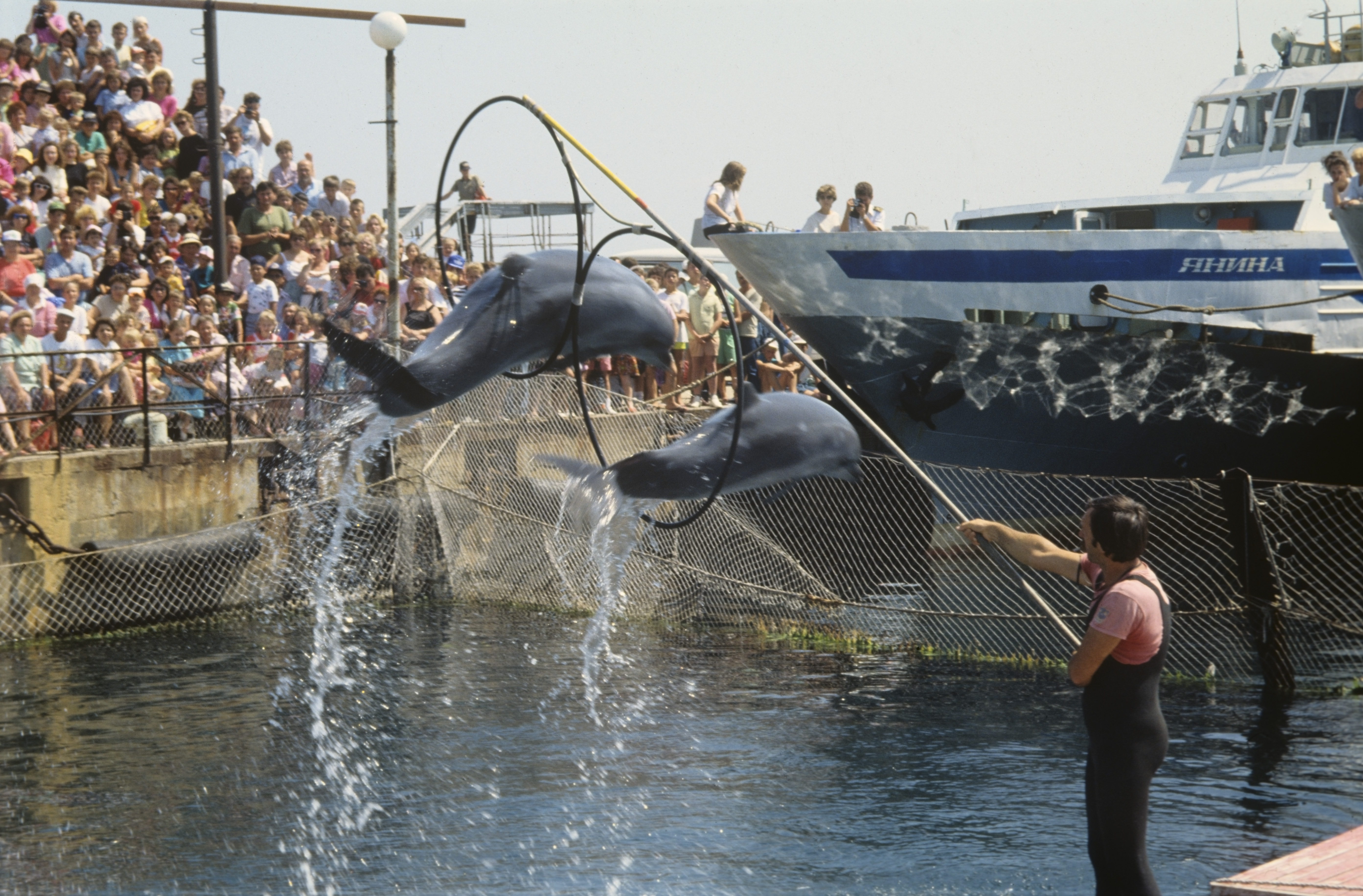 Nem engedelmeskedtek az orosz katonáknak, elpusztult az összes ukrán harci delfin