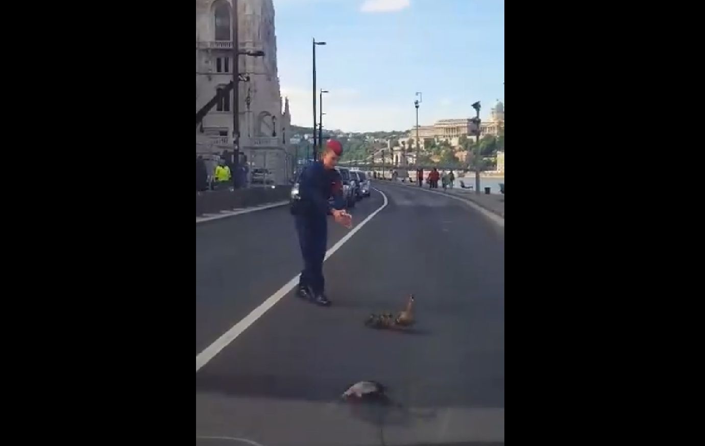 Rendőri biztosítással kelt át a kacsacsalád a parlament előtti úton