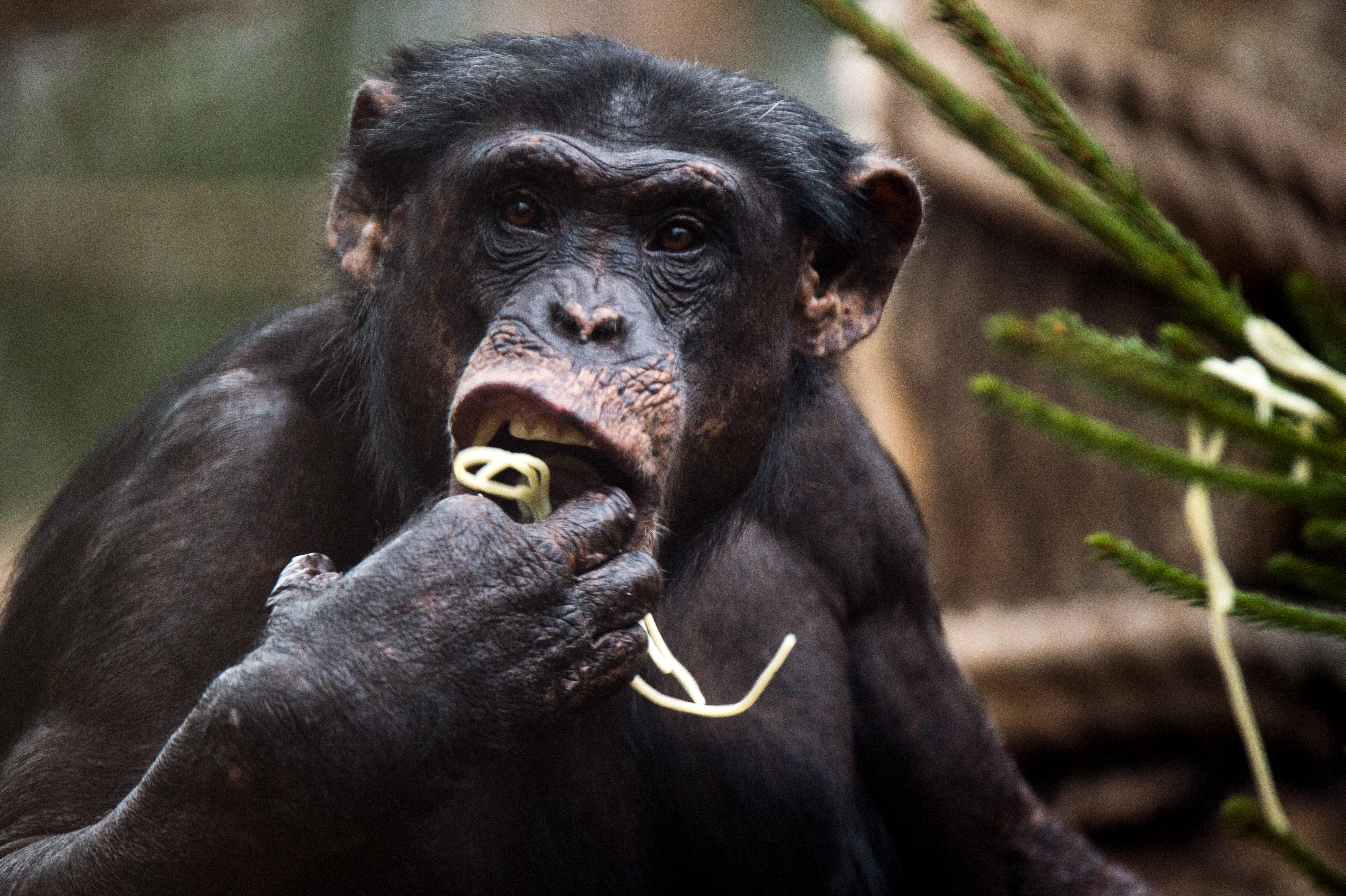 Először figyeltek meg teknősöket fához csapdosó csimpánzokat
