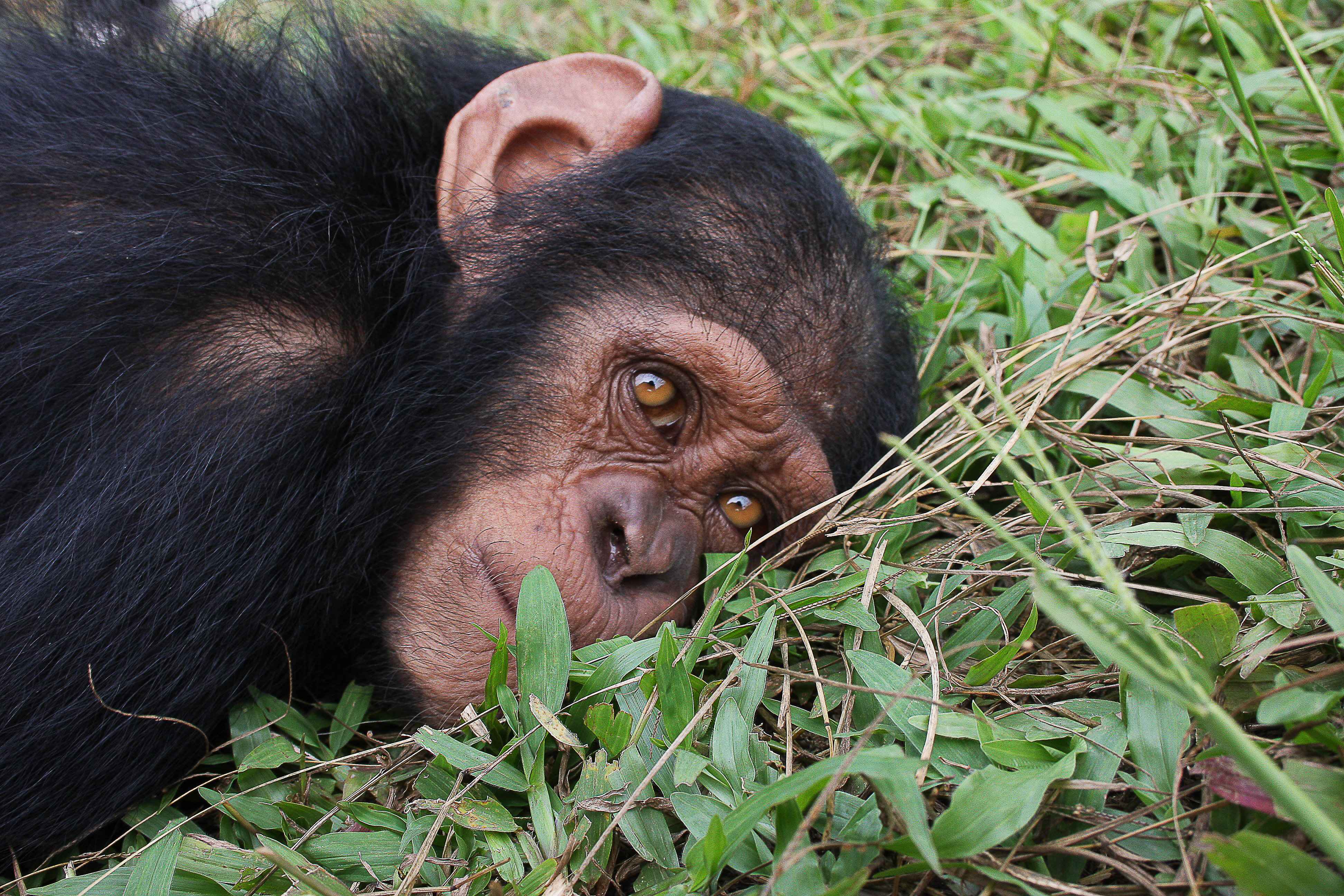 Egy csimpánzfészekhez képest a saját ágyunk baktériumtenyészetnek számít