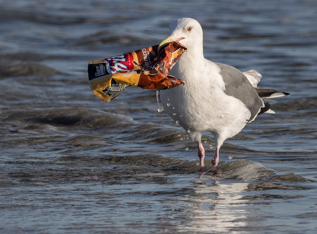 2050-re minden tengeri madárfaj fő tápláléka a műanyag lesz