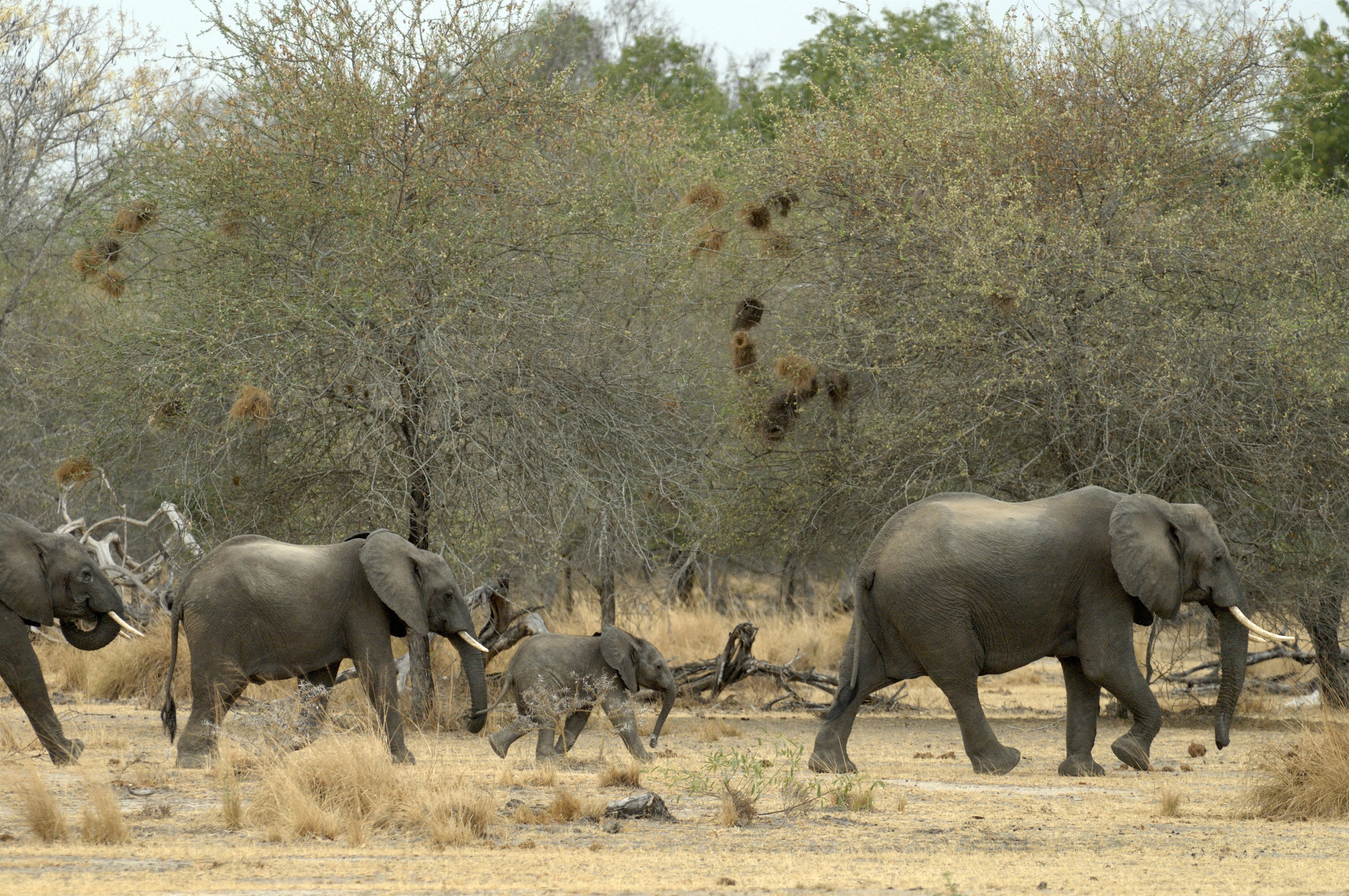 Elefántok vonulnak a Selous Vadrezervátumban
