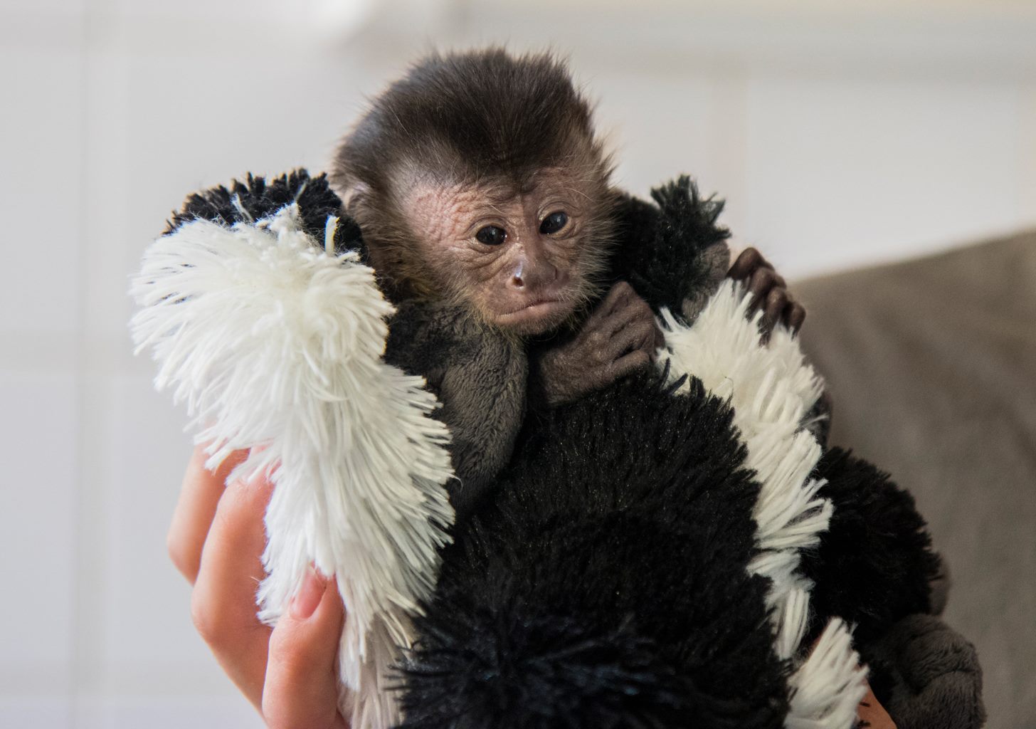 Gondozói etetik a debreceni állatkert legújabb majmát