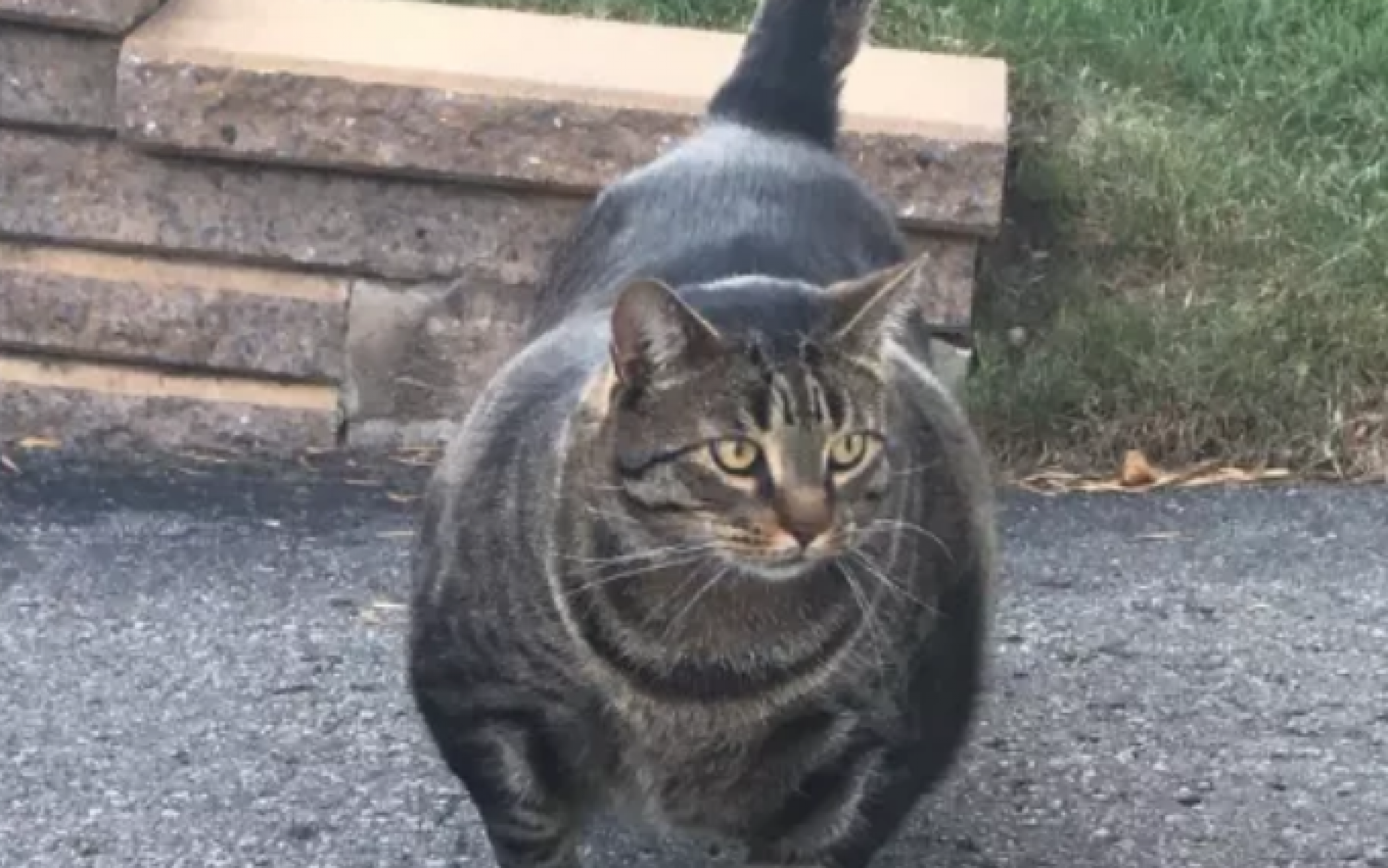 Накаченный кот
