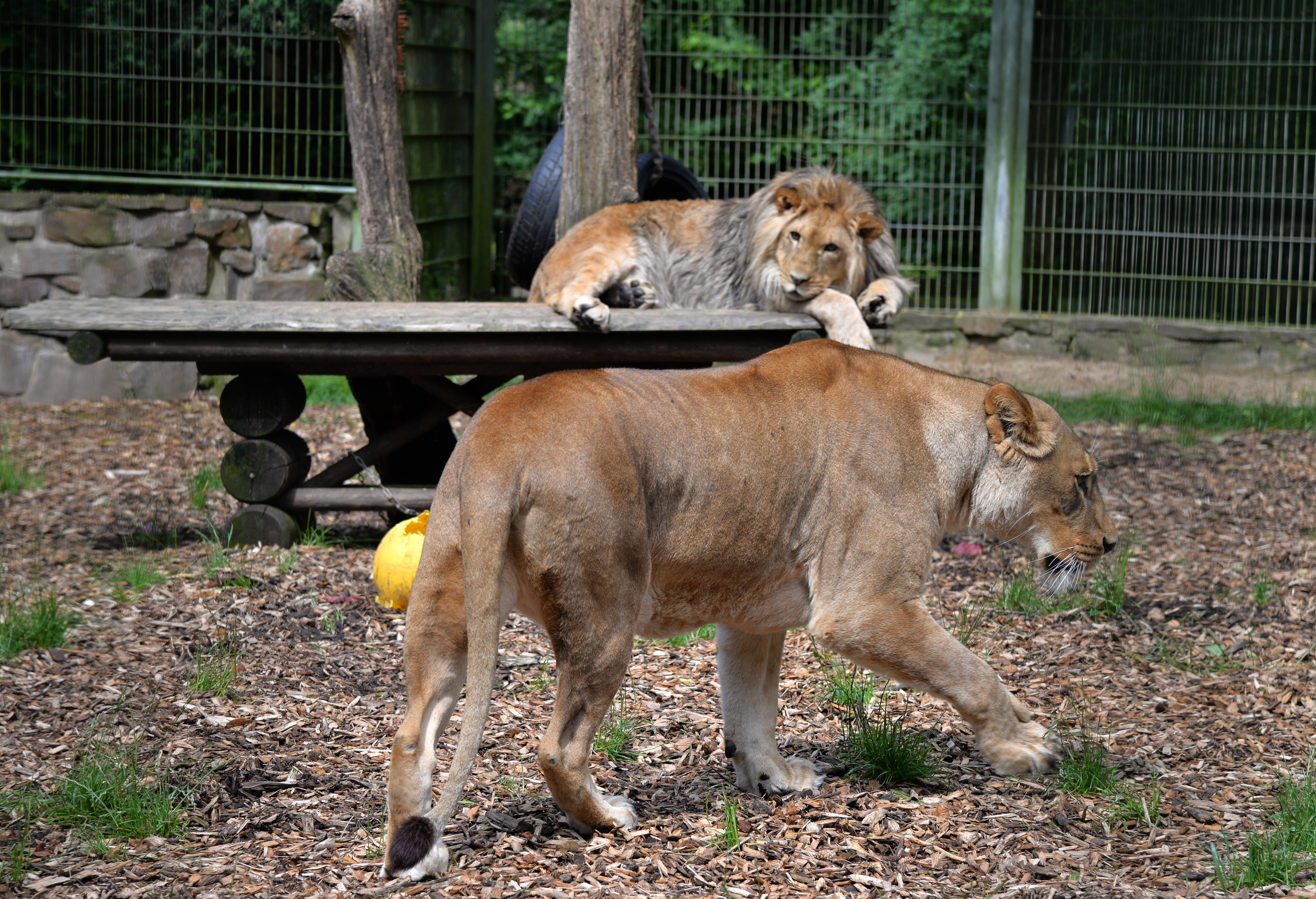 Oroszlánokat és tigriseket szabadított ki a nagy vihar egy német állatkertből