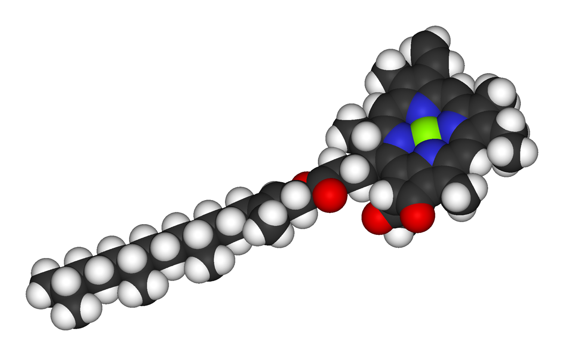 Klorofill-molekula középen a neonzölddel jelölt magnéziummal