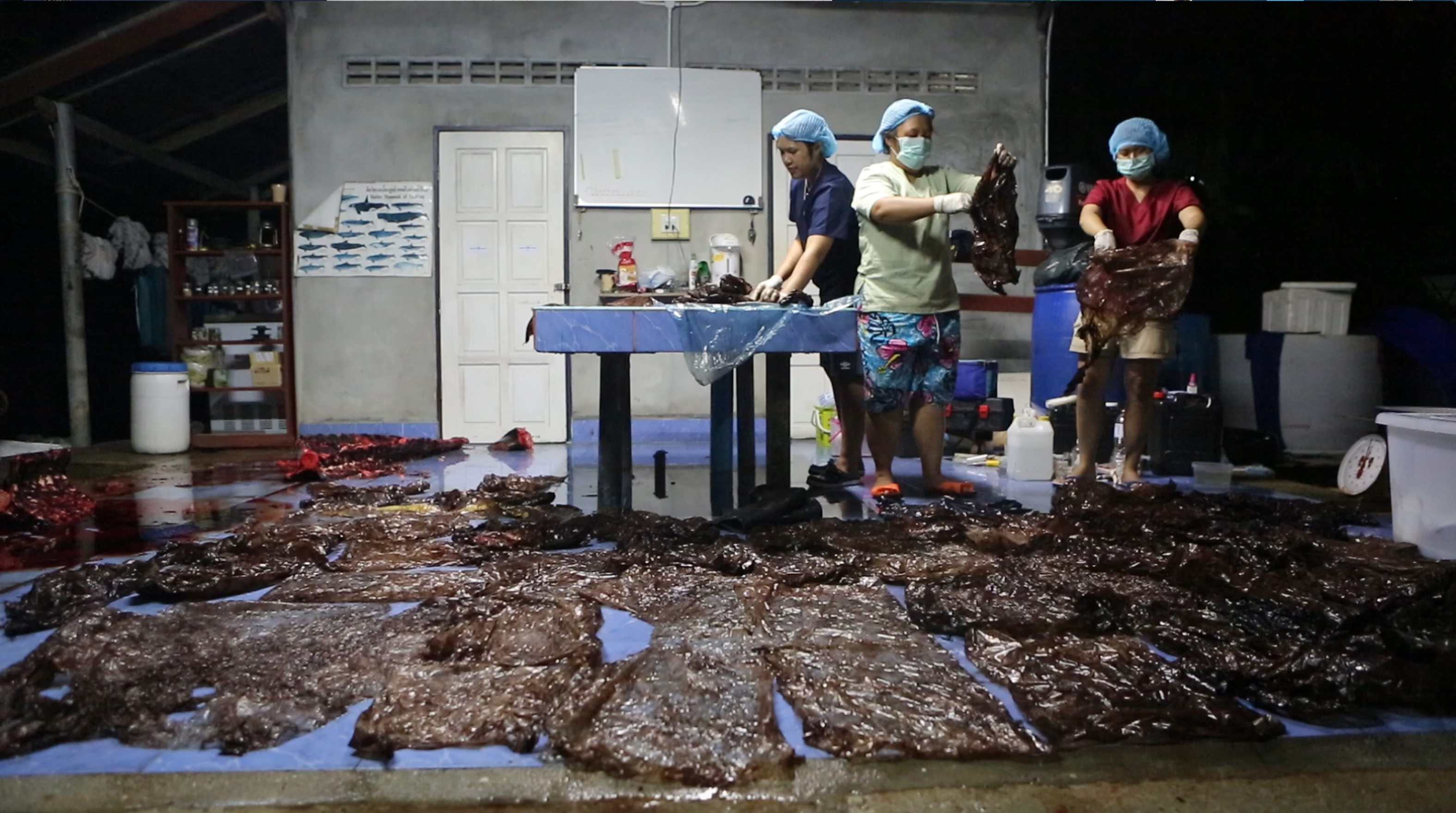 Képen a 80 műanyag zacskó, amitől elpusztult a thai partoknál talált gömbölyűfejű-delfin