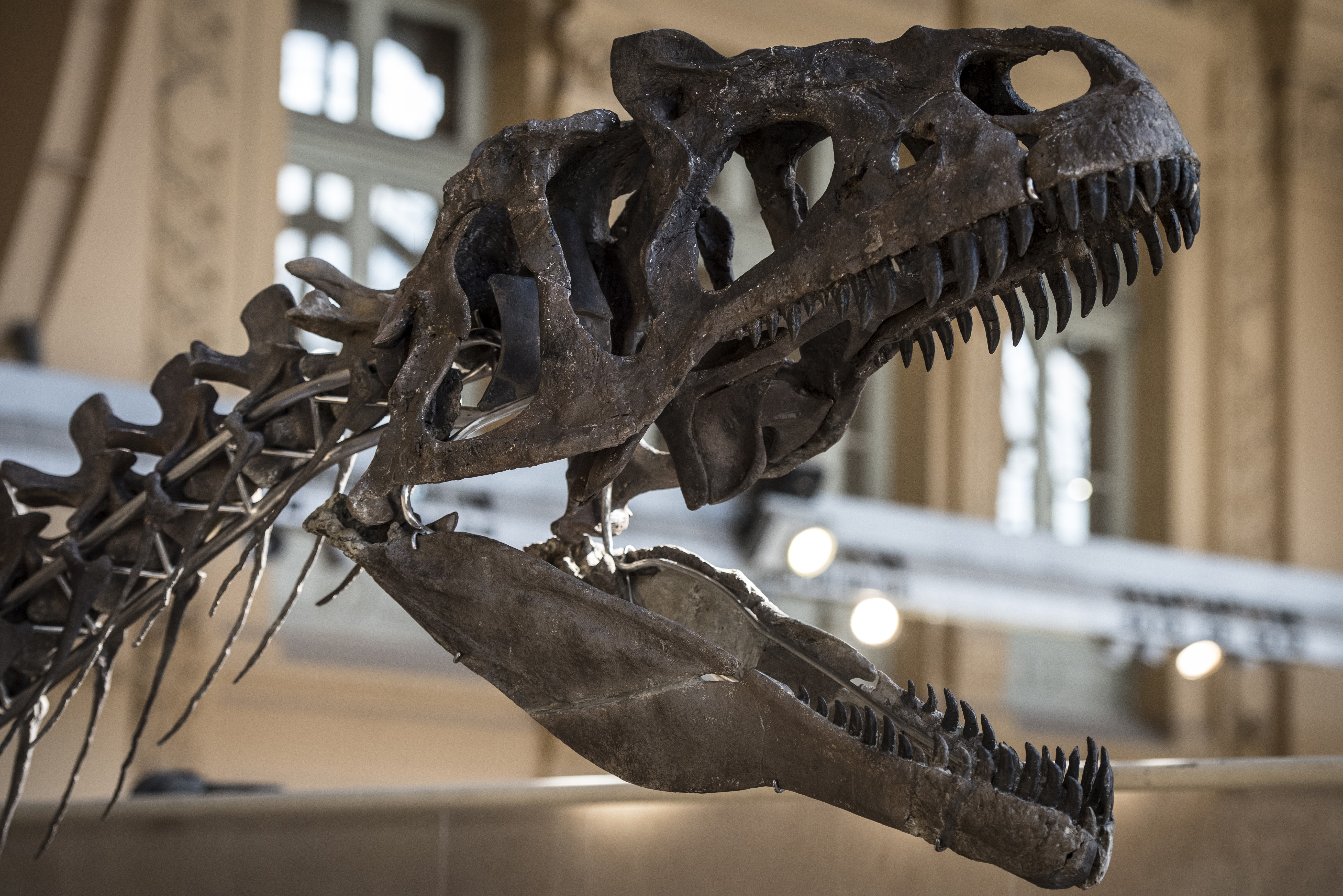 A tudósok kétségbeesetten tiltakoznak, Párizsban mégis elárverezik a ritka dinoszaurusz-csontvázat