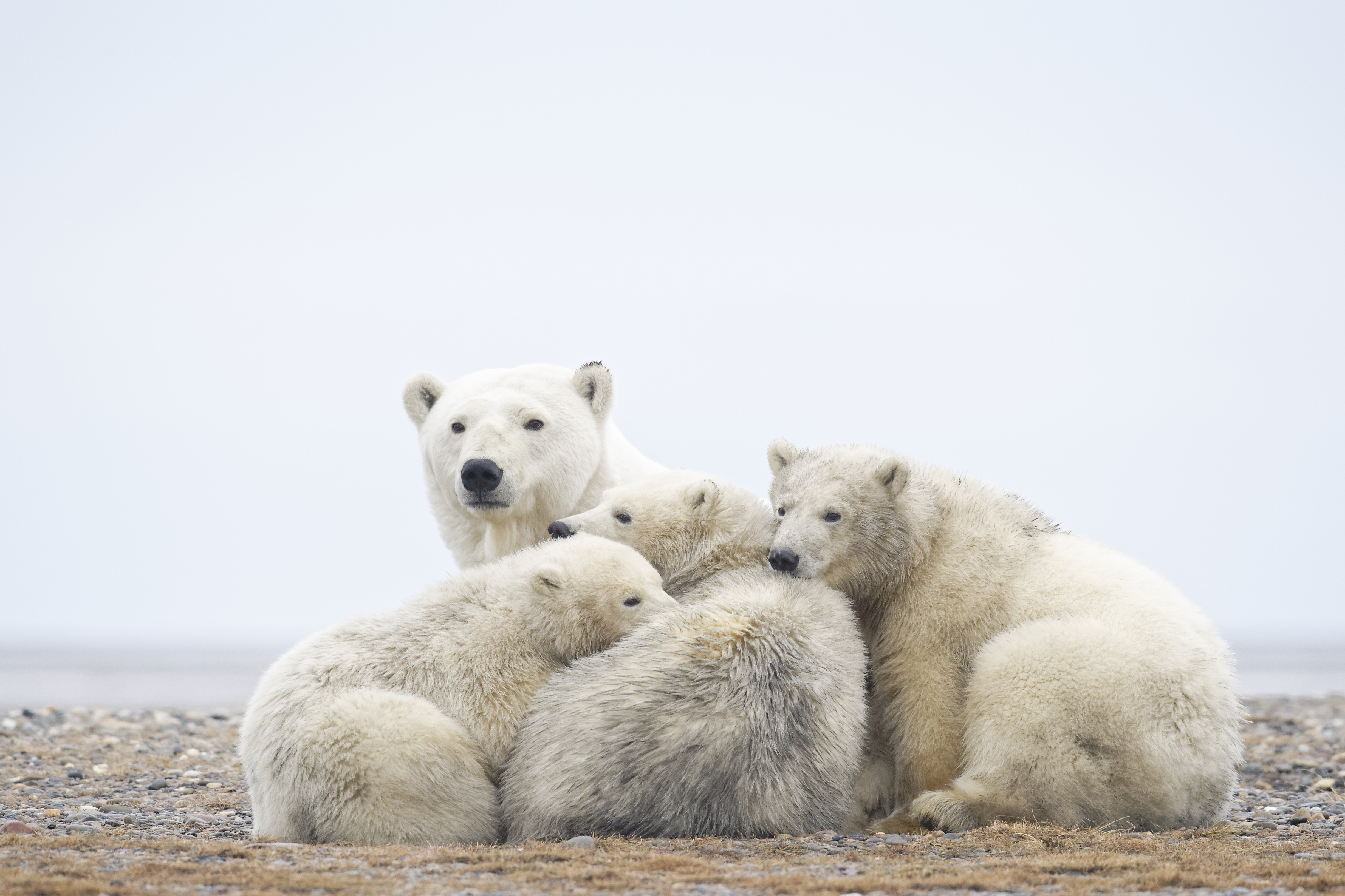 Jegesmedve-invázió miatt hirdettek szükségállapotot Novaja Zemlján