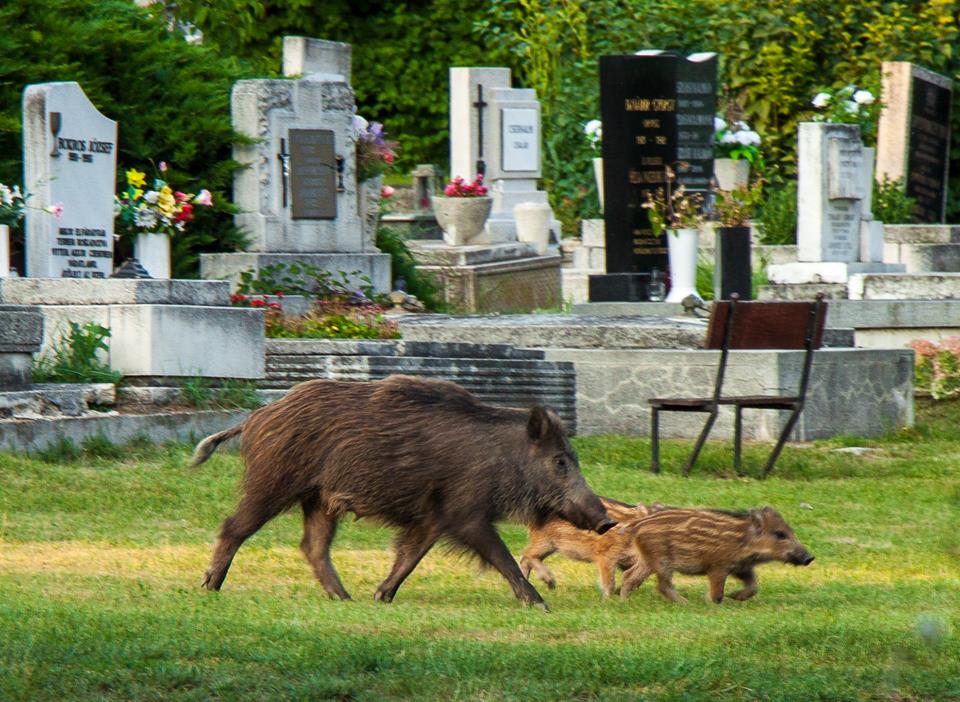Kisebb kondányi vaddisznó látogatott a verőcei temetőbe