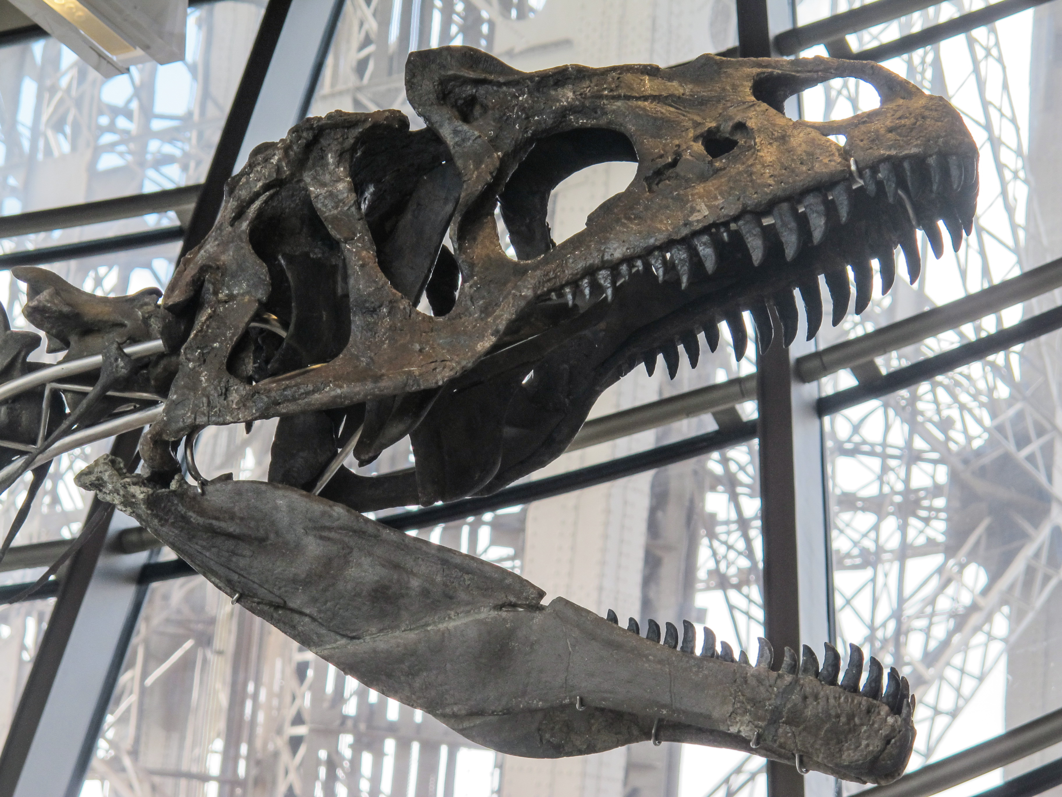 2 millió euróért lett egy magánemberé a húsevő dinoszaurusz csontváza