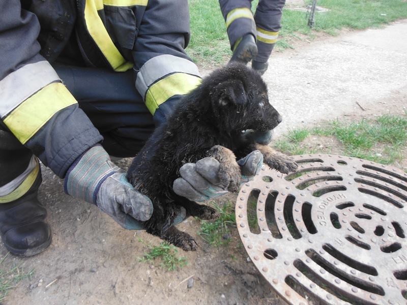 Kutyakölyköt mentettek a hajdúböszörményi tűzoltók
