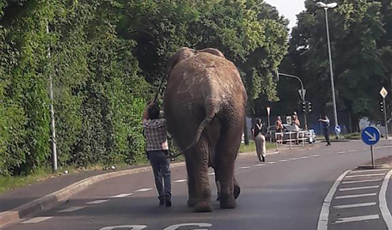 Cirkuszból szökött elefánt sétálgatott egy német kisvárosban