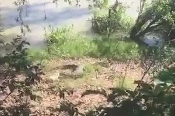 Egy kis kutya mindig visszakergetett a vízbe egy krokodilt, ami 10 éven át tűrt, de végül megelégelte a dolgot