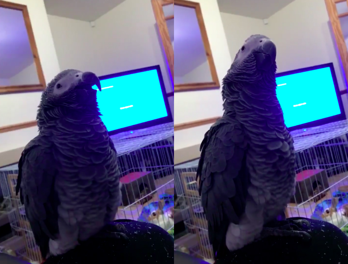 Nem csak beszélni, énekelni, de még ugatni is tud Barney, a tehetséges papagáj