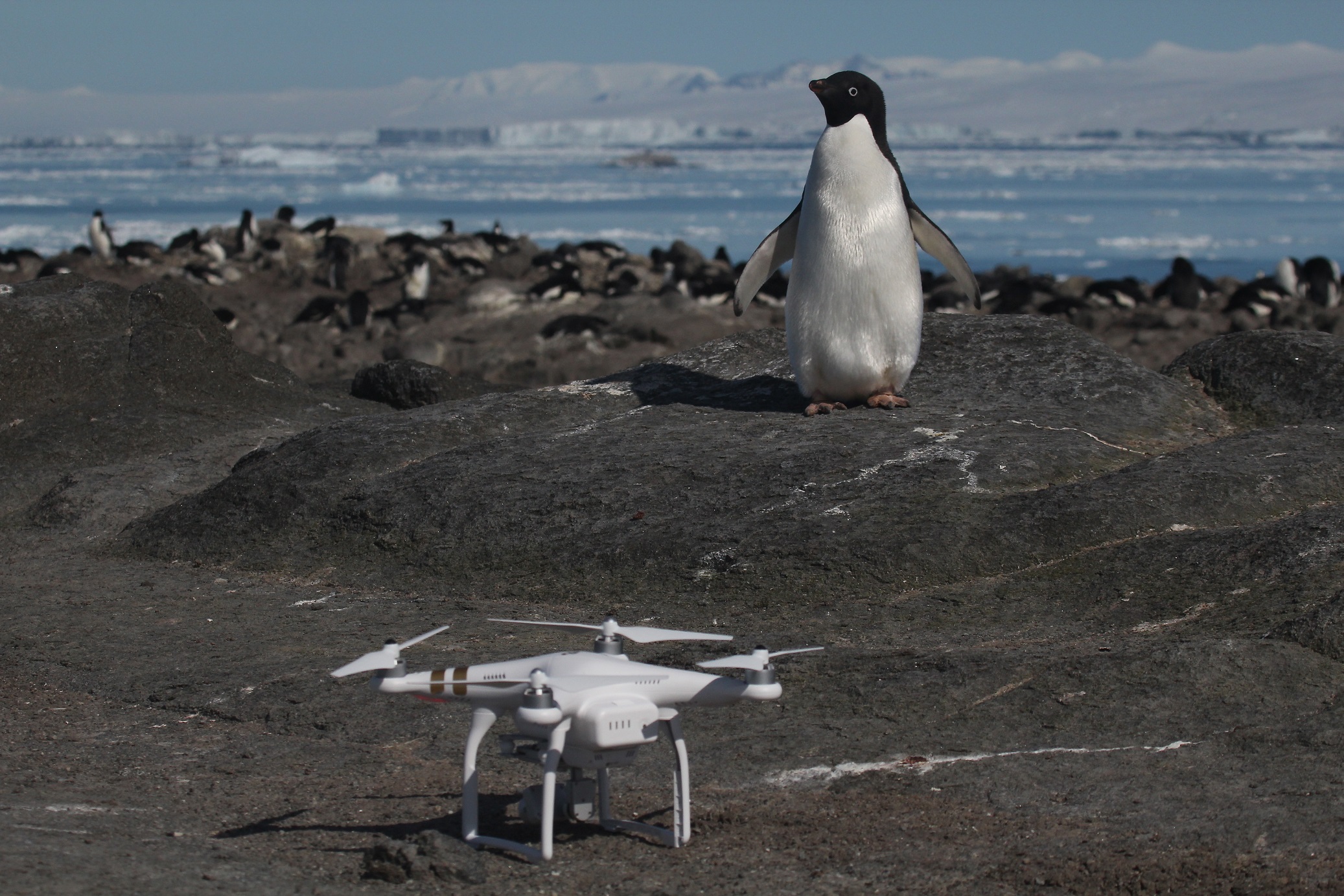 Adélie-pingvin találkozása a csúcstechnológiával