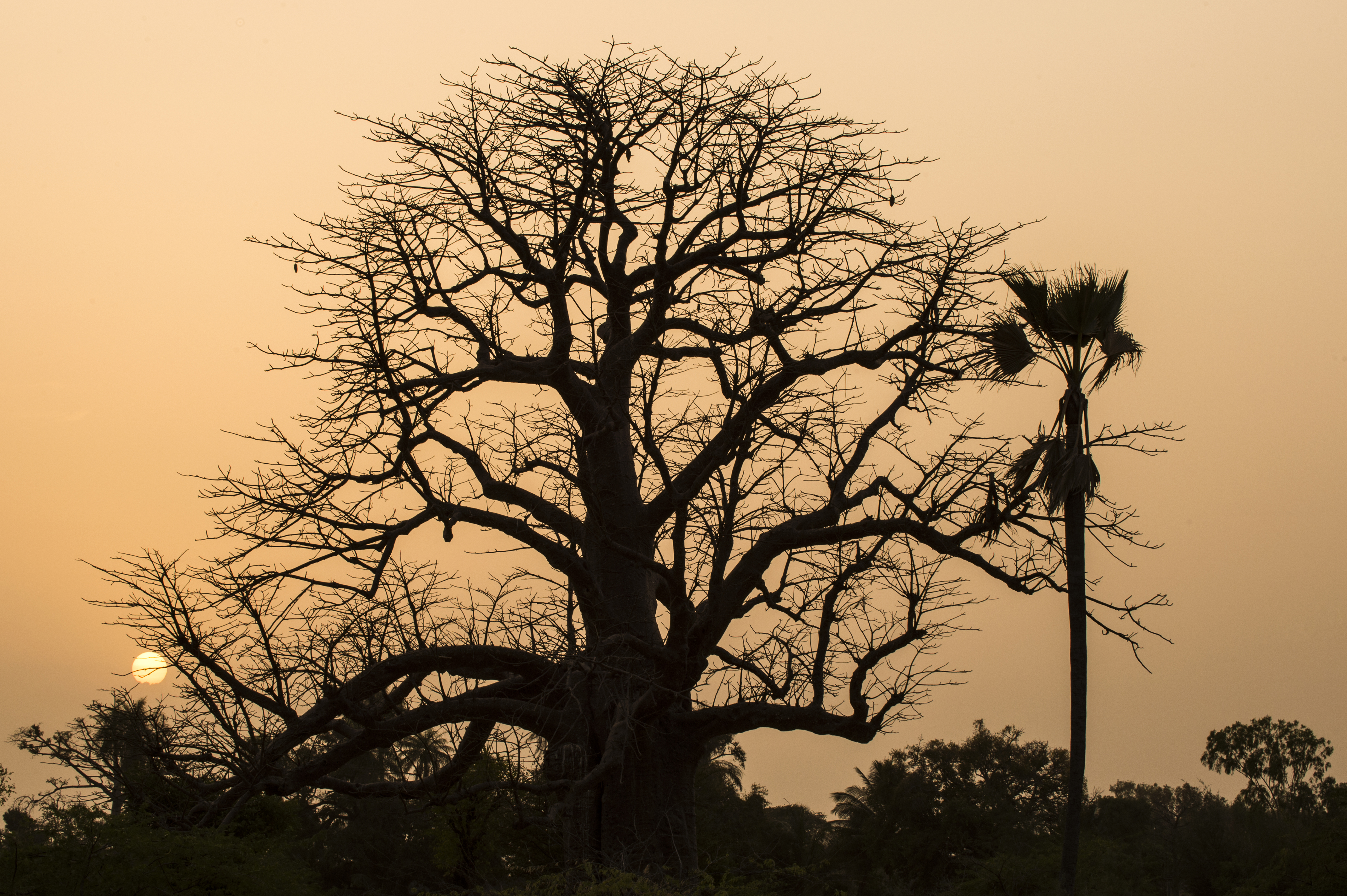 Sorra pusztulnak Afrika legöregebb fái, a több ezer éves majomkenyérfák
