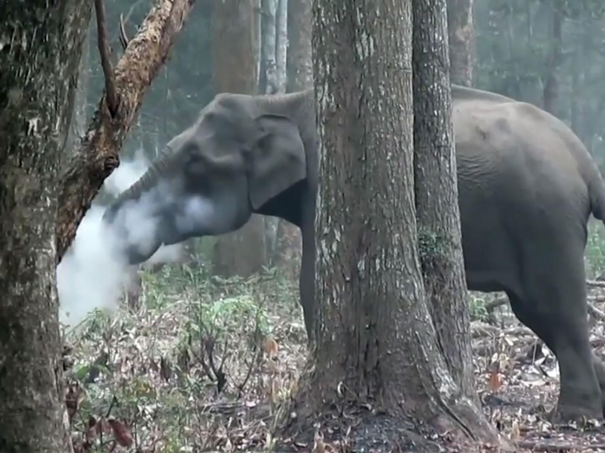 Rajtakapták a magányosan füstölő elefántot