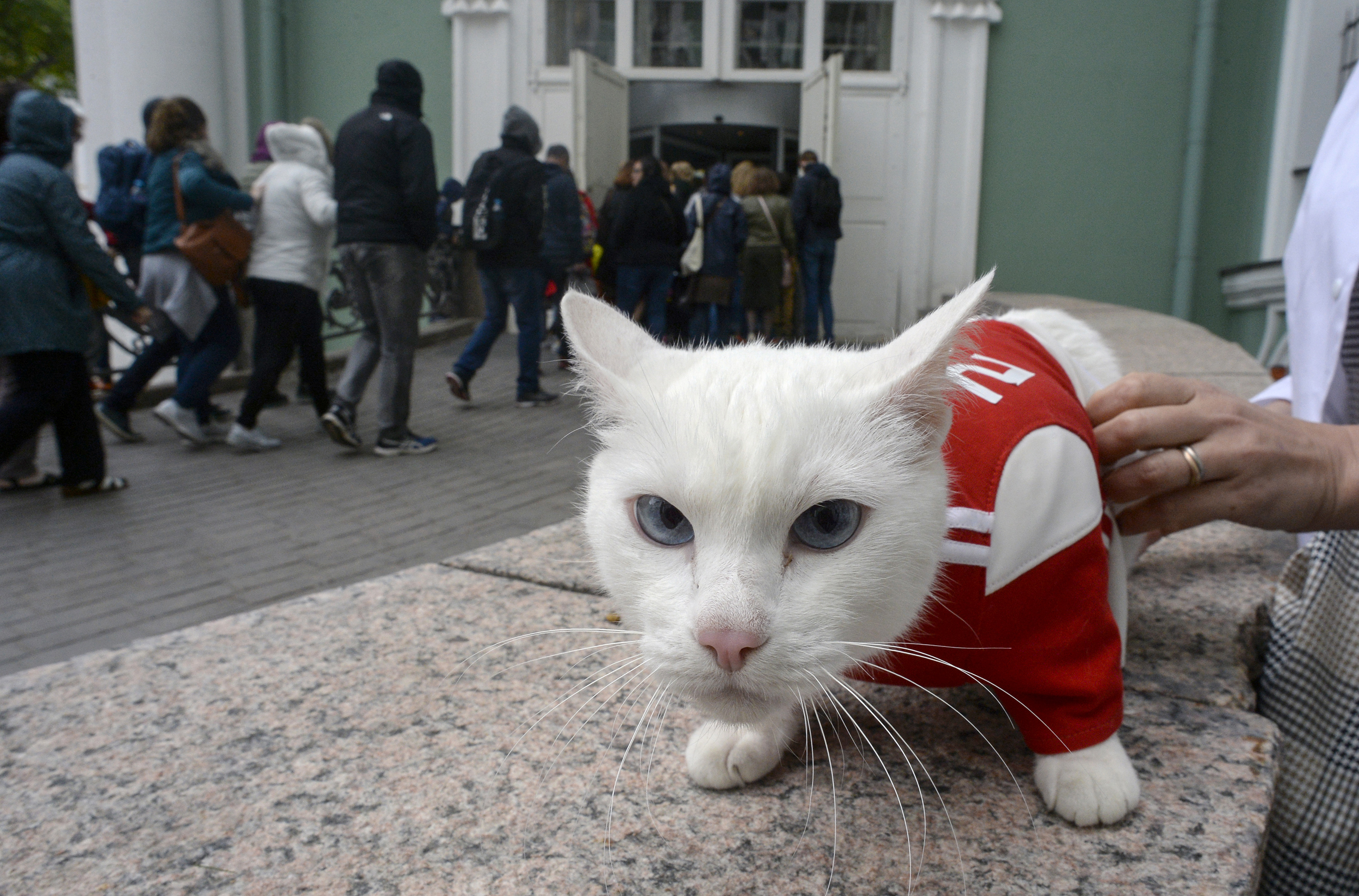 Orosz győzelmet jósolt az oroszok vébéjós macskája, Achilles