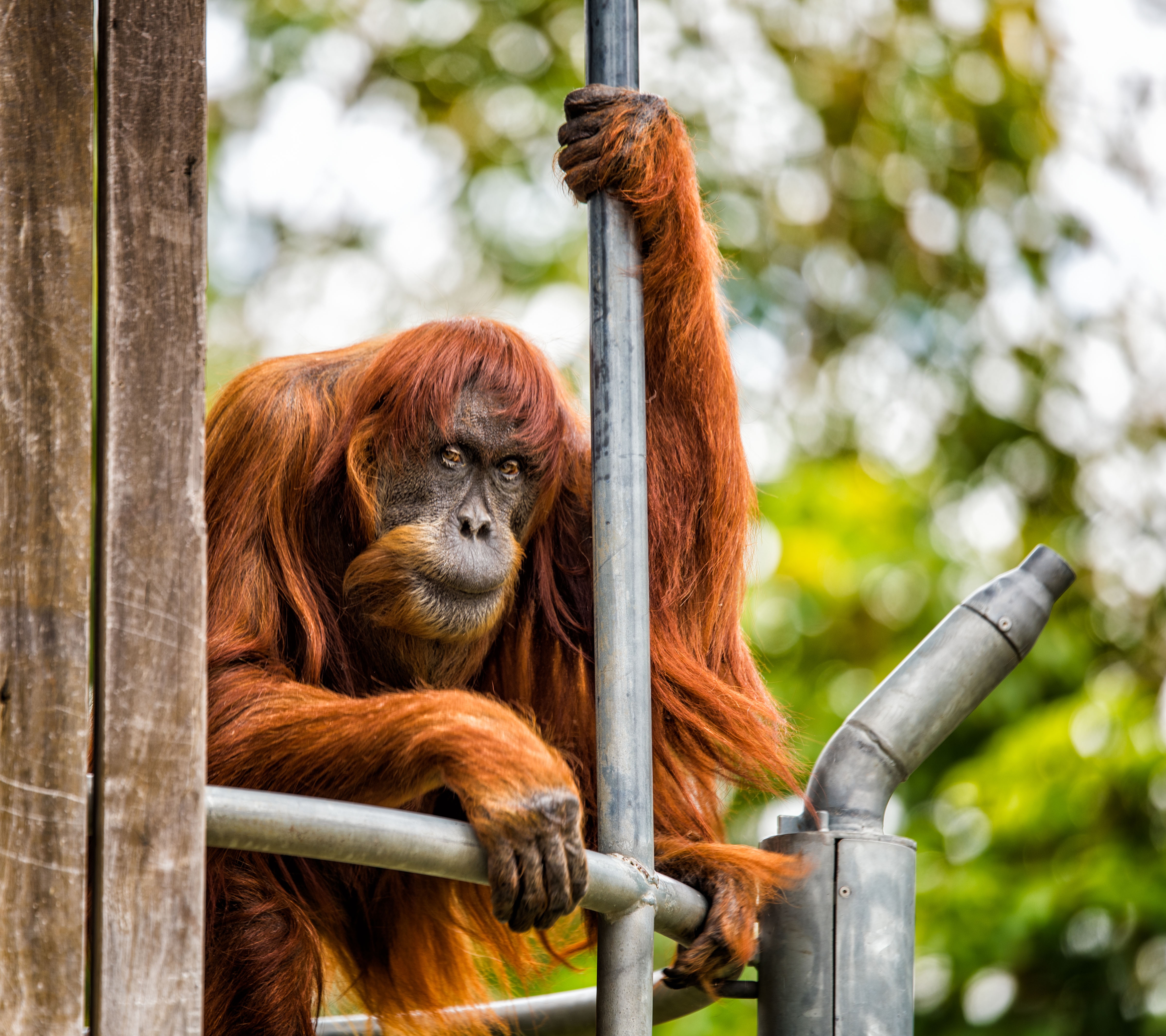 Elpusztult Puan, a világ legidősebb szumátrai orangutánja