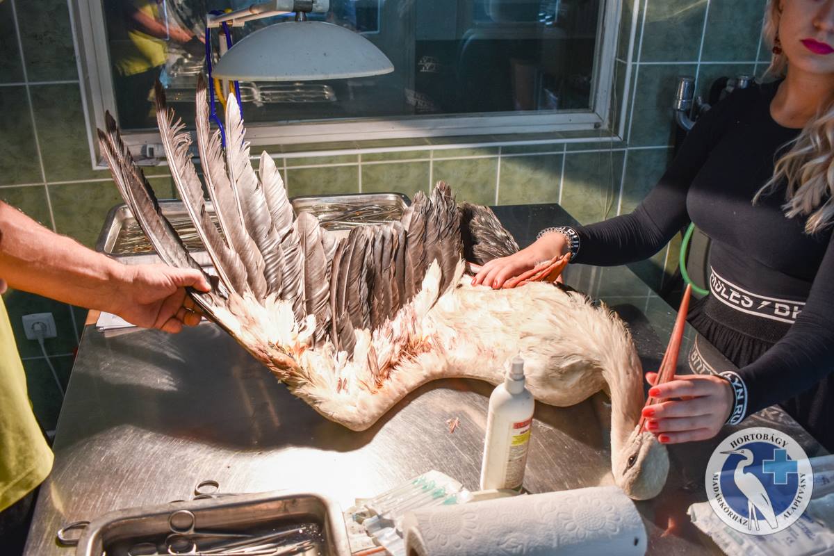 Sörétes puskával meglőtt gólyát találtak Hajdúszoboszló határában