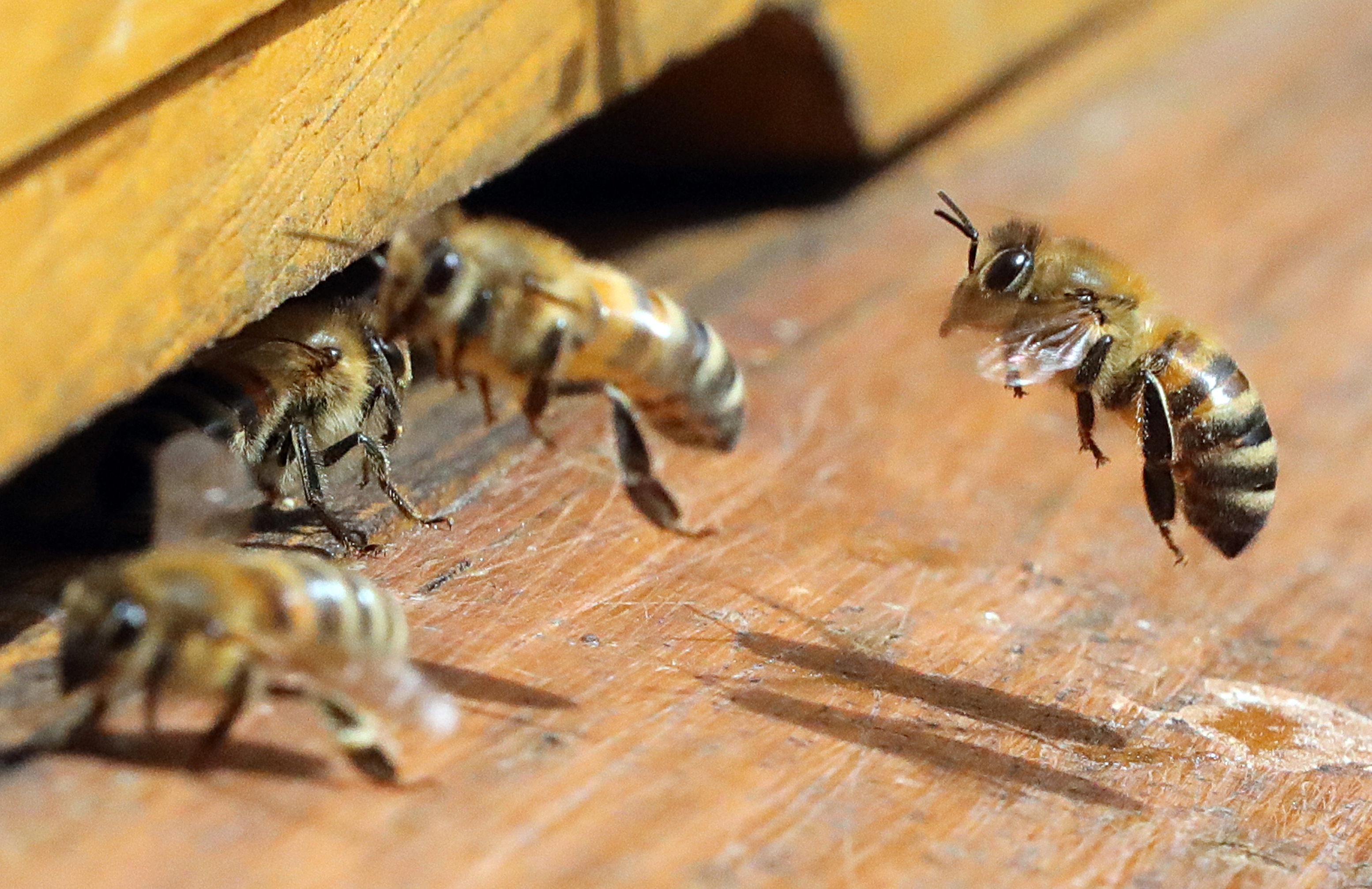 Részsiker: kitiltanak a szabadföldekről egy csomó méhekre veszélyes növényvédő szert
