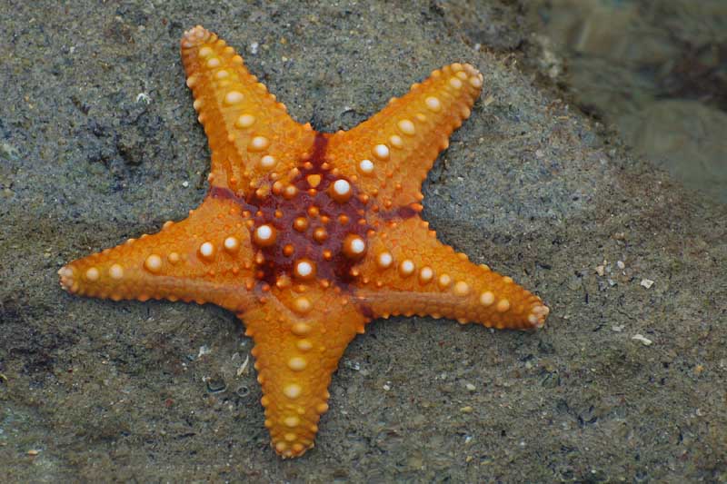 Úgy szaporodnak a tengeri csillagok, mintha nem lenne holnap, csak hogy ki ne haljanak