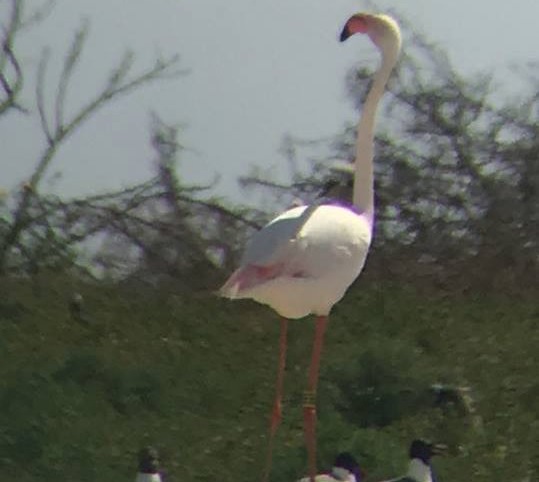 Egy szökevény rózsás flamingó 2005 óta él a vadonban